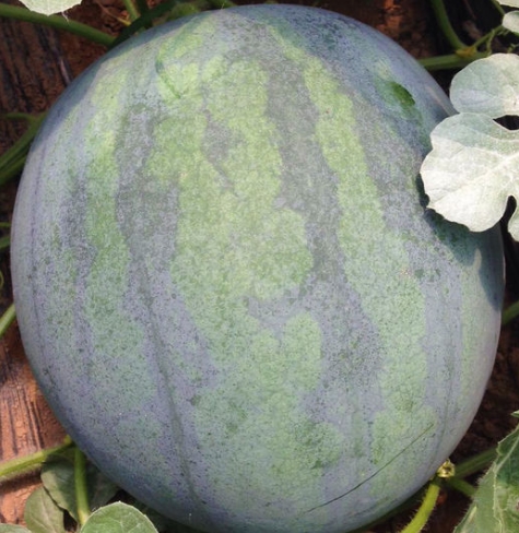 ޹༼