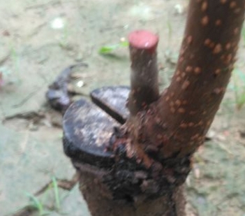 ޽Ӽڹ