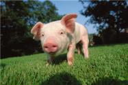 G4猪流感病毒不是新病毒！对人和动物的传播性和致病力不强！