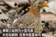 贵州山中龙吟为鸟类发出声源！具体是哪种鸟类？终于真相大白了！
