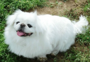 ʮа