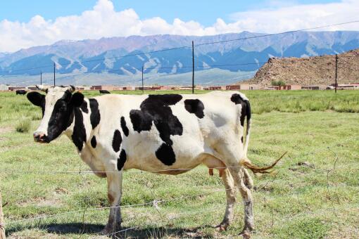 2020年农民养多少头牛有补贴