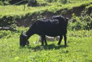 23岁女孩返乡创业养殖“黑山羊”，带动村民一起致富