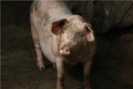 猪粪可以养蚯蚓　盘点猪粪的7大用途